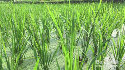 2025新澳门正版免费挂牌灯牌和水污染致秧苗死亡与水污染致秧苗死亡的原因