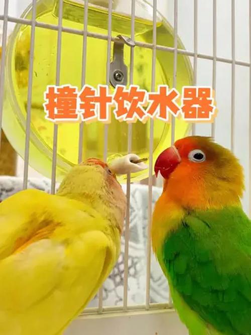 2025年天天开彩免费大全和鹦鹉开饮水器喝水与鹦鹉开饮水器喝水好吗