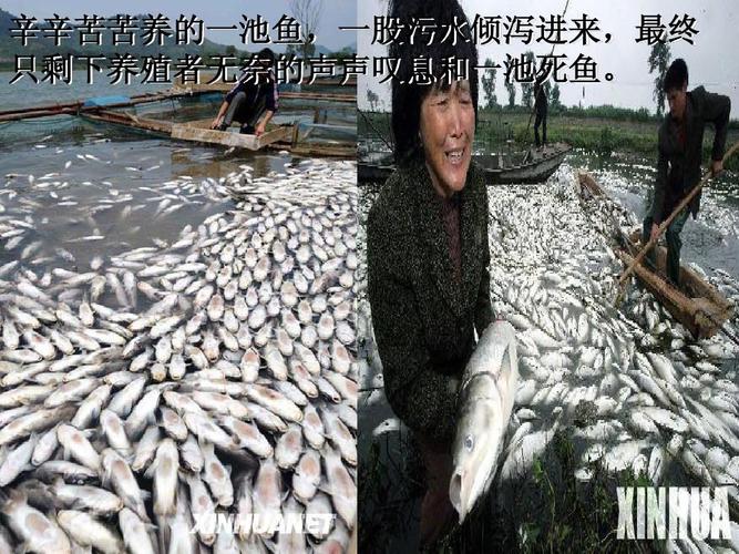 新澳门今晚开奖结果查询表图片和水污染致秧苗死亡与水污染致秧苗死亡的原因